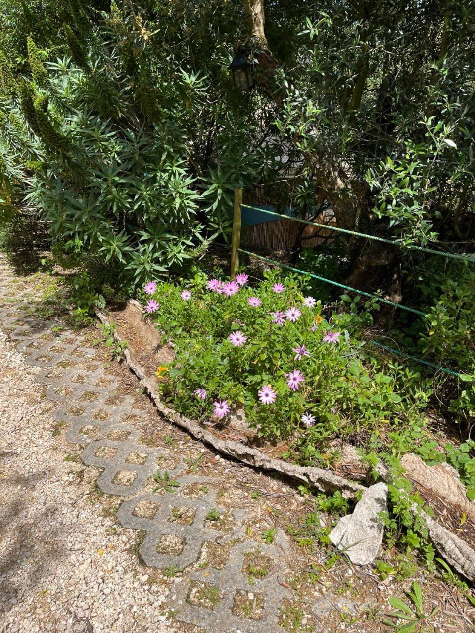 Quinta Laranja - Turismo Rural - Alvorninha Dış mekan fotoğraf