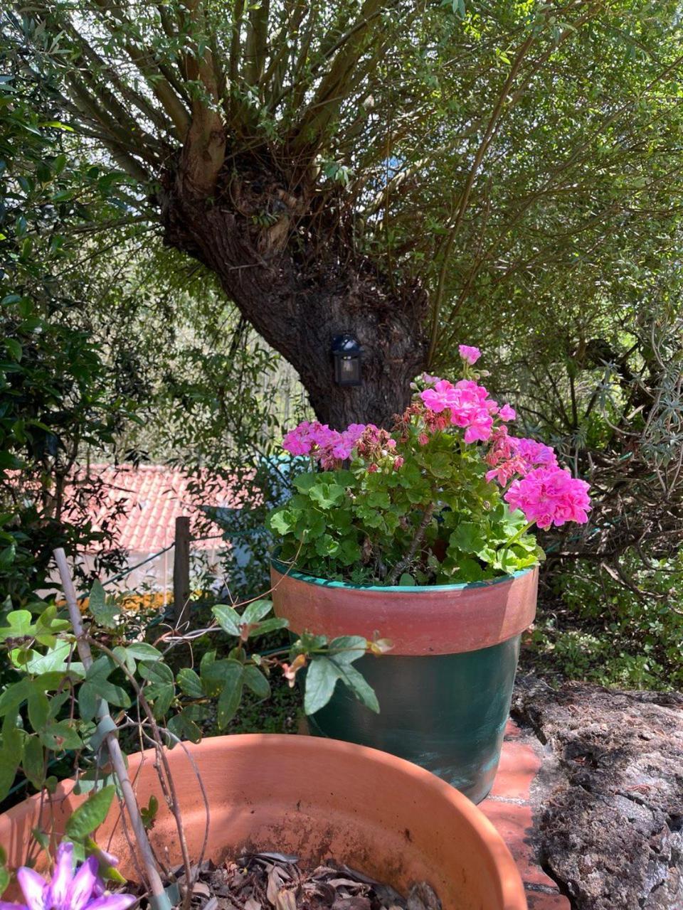 Quinta Laranja - Turismo Rural - Alvorninha Dış mekan fotoğraf